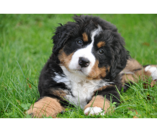 bernese mountain dog